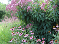 Echinacea purpurea+Eupatorium.jpg_s.jpg